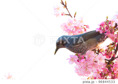 【京都府】3月・淀の河津桜とヒヨドリ 【京都府】3月・淀の河津桜とヒヨドリ 96844533