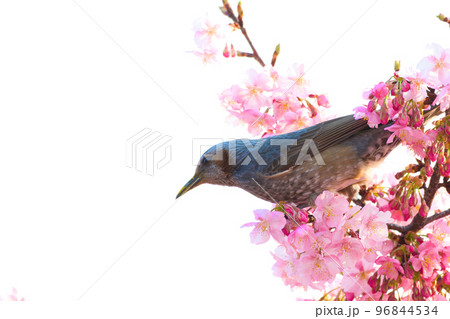【京都府】3月・淀の河津桜とヒヨドリ 【京都府】3月・淀の河津桜とヒヨドリ 96844534