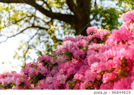 うららかな春の季節を感じるツツジの花「日本のツツジ百選・観光名所」九州・熊本県(昭和園) うららかな春の季節を感じるツツジの花「日本のツツジ百選・観光名所」九州・熊本県(昭和園) 96844629