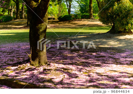 うららかな春の季節を感じる桜吹雪「日本のツツジ百選・観光名所」九州・熊本県(昭和園) 96844634