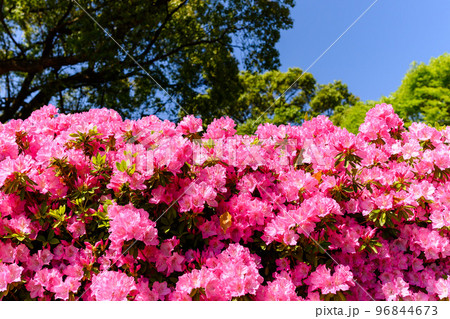 うららかな春の季節 ツツジの花「日本のツツジ百選・観光名所」九州・熊本県(昭和園) うららかな春の季節 ツツジの花「日本のツツジ百選・観光名所」九州・熊本県(昭和園) 96844673