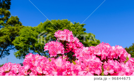 うららかな春の季節 ツツジの花「日本のツツジ百選・観光名所」九州・熊本県(昭和園) うららかな春の季節 ツツジの花「日本のツツジ百選・観光名所」九州・熊本県(昭和園) 96844675