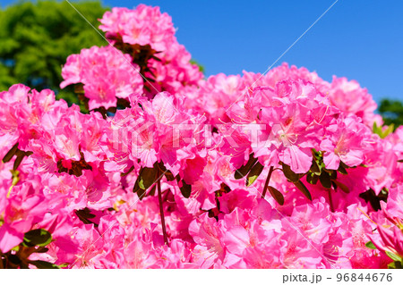 うららかな春の季節　ツツジの花「日本のツツジ百選・観光名所」九州・熊本県(昭和園) 96844676
