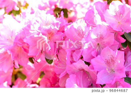 うららかな春の季節を感じるツツジの花「日本のツツジ百選・観光名所」九州・熊本県(昭和園) 96844687