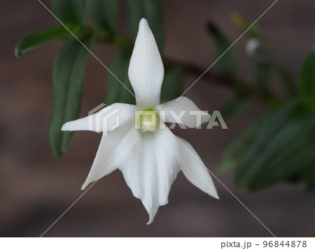 アングレカム・コウトリキシー Angraecum coutrixii(洋ランの原種) アングレカム・コウトリキシー Angraecum coutrixii(洋ランの原種) 96844878