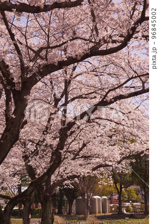 さくら満開 上尾丸山公園 さくら満開 上尾丸山公園 96845002