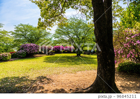 うららかな春の季節　観光名所：公園内風景「日本のツツジ百選・観光名所」九州・熊本県(昭和園) 96845211