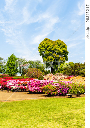 うららかな春の季節 春の花 観光名所:公園内風景「日本のツツジ百選・観光名所」九州・熊本県(昭和園) うららかな春の季節 春の花 観光名所:公園内風景「日本のツツジ百選・観光名所」九州・熊本県(昭和園) 96845217