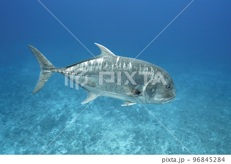 ロウニンアジ ロウニンアジ 96845284