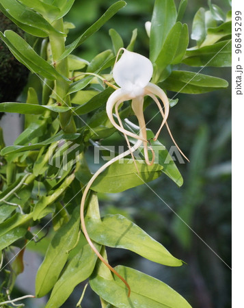 アングレカム・ゲルミニアヌム Angraecum germinyanum (洋ランの原種) アングレカム・ゲルミニアヌム Angraecum germinyanum (洋ランの原種) 96845299