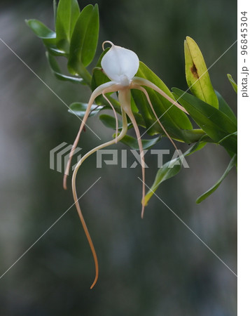 アングレカム・ゲルミニアヌム　Angraecum germinyanum　（洋ランの原種） 96845304