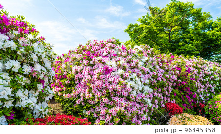 うららかな春の季節 春の花「日本のツツジ百選・観光名所」九州・熊本県(昭和園) うららかな春の季節 春の花「日本のツツジ百選・観光名所」九州・熊本県(昭和園) 96845358