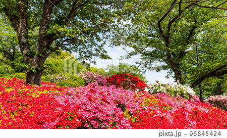 うららかな春の季節 春の花 観光名所:公園内風景「日本のツツジ百選・観光名所」九州・熊本県(昭和園) うららかな春の季節 春の花 観光名所:公園内風景「日本のツツジ百選・観光名所」九州・熊本県(昭和園) 96845424