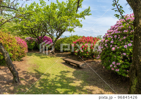 うららかな春の季節　春の花　観光名所：公園内風景「日本のツツジ百選・観光名所」九州・熊本県(昭和園) 96845426