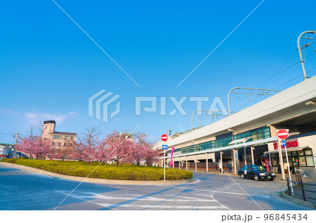 【京都府】3月・青空と満開の河津桜、京阪本線淀駅 【京都府】3月・青空と満開の河津桜、京阪本線淀駅 96845434