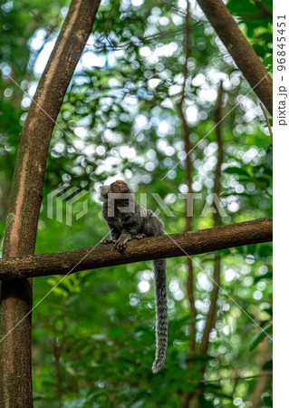Marmoset monkey on a tree in the wild 96845451