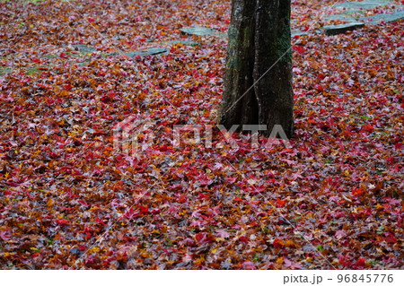雨に濡れた紅葉狩り 96845776