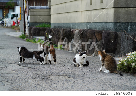 皆で団子になって寒い冬を乗り切る猫たち 96846008