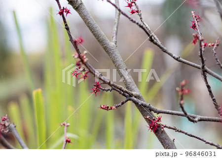 マルバノキの赤い小さな花 マルバノキの赤い小さな花 96846031