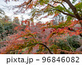 東京都世田谷区等々力渓谷の秋の景色 96846082
