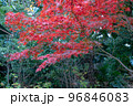 東京都世田谷区等々力渓谷の秋の景色 96846083