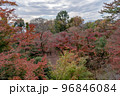東京都世田谷区等々力渓谷の秋の景色 96846084