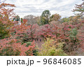 東京都世田谷区等々力渓谷の秋の景色 96846085