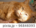 日のあたる室内で猫と見つめ合う 96846093