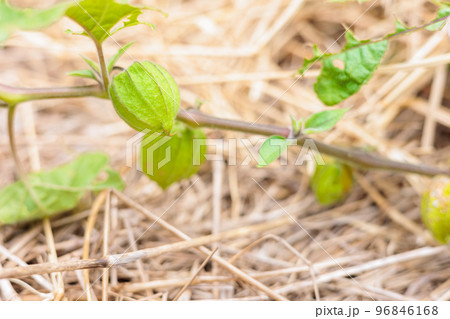 家庭菜園で育てるホオズキ 96846168