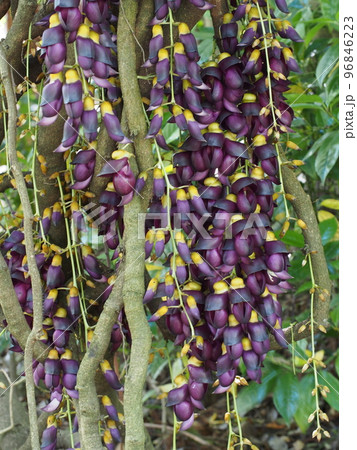トビカズラ Mucuna sempervirens トビカズラ Mucuna sempervirens 96846223