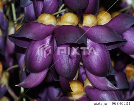 トビカズラ Mucuna sempervirens トビカズラ Mucuna sempervirens 96846231