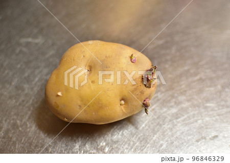 芽が出始めたじゃがいも 96846329