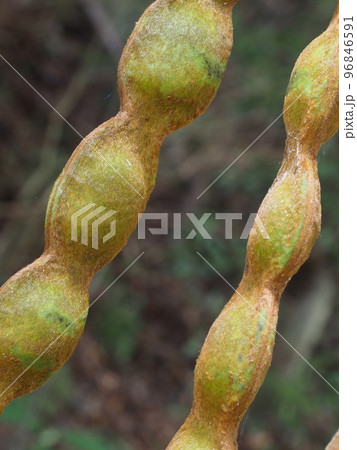 トビカズラの果実　Mucuna sempervirens 96846591