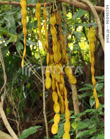 トビカズラ(アイラトビカズラ)の果実 Mucuna sempervirens トビカズラ(アイラトビカズラ)の果実 Mucuna sempervirens 96846594