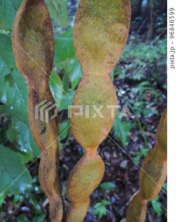 トビカズラの果実　Mucuna sempervirens 96846599