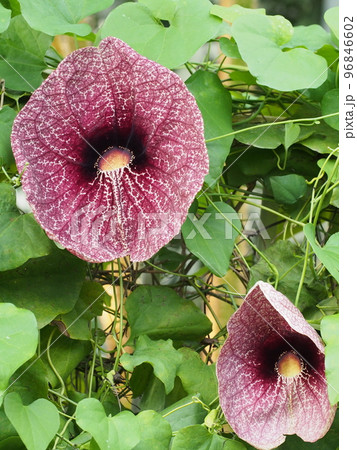 アリストロキア・ギガンティア Aristolochia giganteaの写真素材 [96846602] - PIXTA