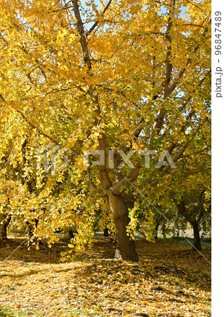 満開のイチョウの木と空間 満開のイチョウの木と空間 96847489