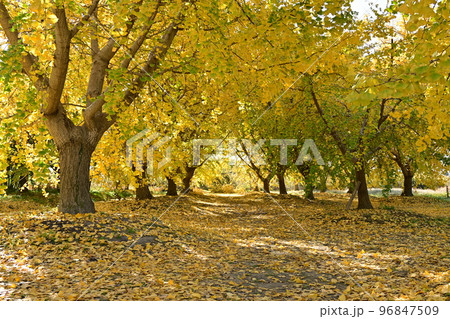 満開のイチョウの木と空間 96847509