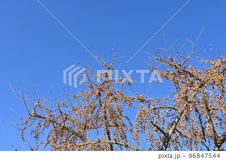 大量のギンナンが実る木と晴天の空 96847544