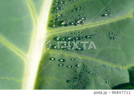 キャベツと朝露 96847711