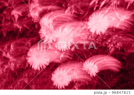 Abstract background and trendy color of the year 2023. Blurry photo of flowers with movement effect toned in viva magenta color Abstract background and trendy color of the year 2023. Blurry photo of flowers with movement effect toned in viva magenta color 96847815