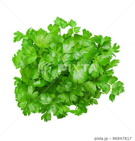 Flat leaf parsley, isolated bunch, from above. Parsley, with bright green and not crinkled leaves. Petroselinum crispum, cultivated as a culinary herb, and used as a garnish and vegetable. Food photo. 96847817