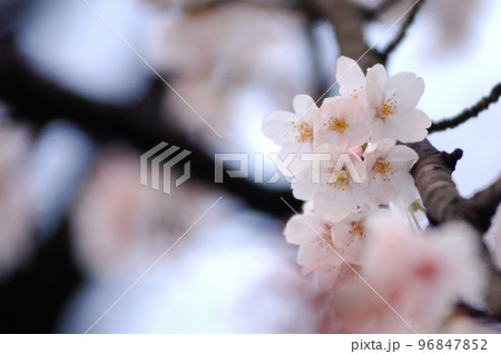 春の訪れを告げる桜 96847852