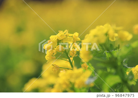 菜の花　【千葉県千葉市若葉区富田富田さとにわ耕園にて】 96847975