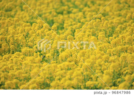 菜の花 【千葉県千葉市若葉区富田富田さとにわ耕園にて】 菜の花 【千葉県千葉市若葉区富田富田さとにわ耕園にて】 96847986