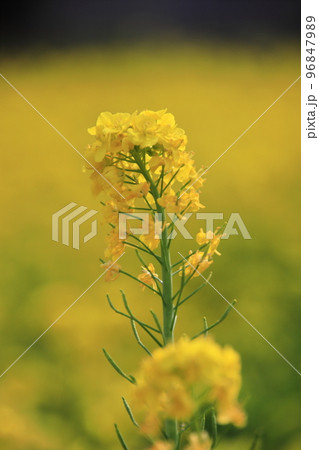 菜の花 【千葉県千葉市若葉区富田富田さとにわ耕園にて】 菜の花 【千葉県千葉市若葉区富田富田さとにわ耕園にて】 96847989