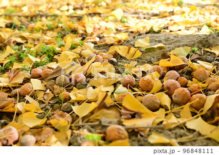 イチョウの葉と落葉したギンナンの実 96848111