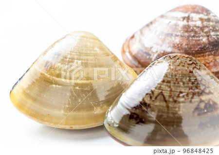 ハマグリ。(白バック) ハマグリ。(白バック) 96848425