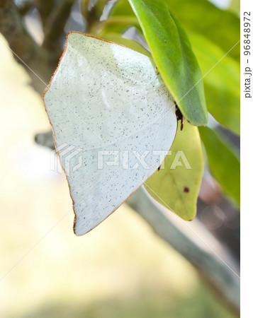 冬眠中のウラギンシジミ(蝶) 冬眠中のウラギンシジミ(蝶) 96848972