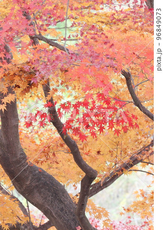 紅葉狩り 96849073